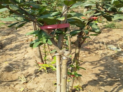厂家正宗 河阴突尼斯嫁接 耐冬 耐寒 软籽石榴树苗 1-5年苗cctv农业推广