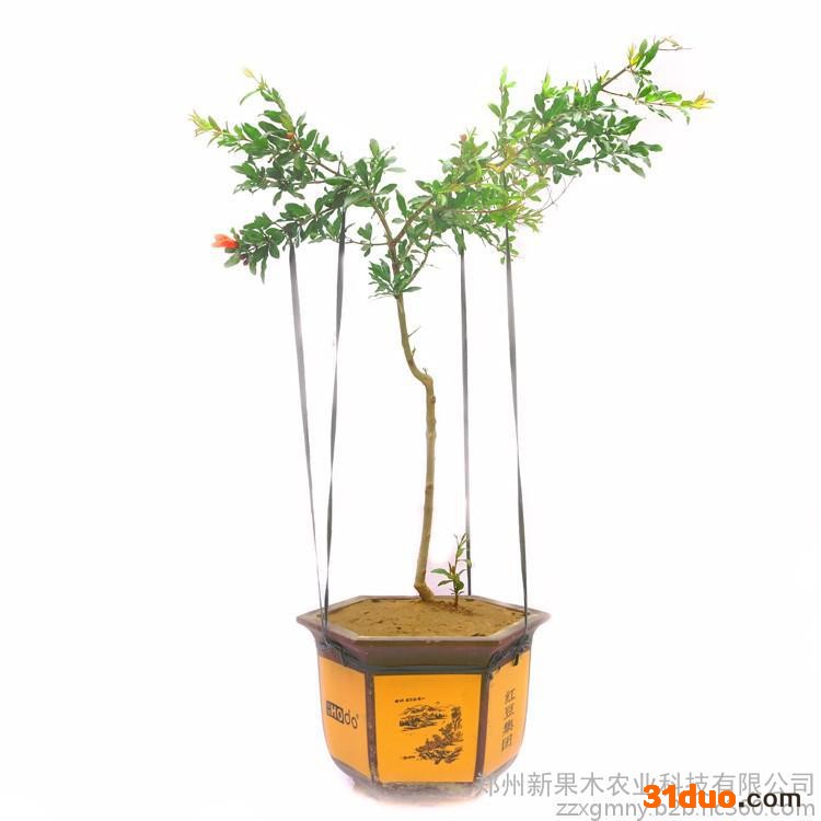 厂家批发正宗 河阴突尼斯嫁接 耐冬 耐寒 原颗软籽石榴树苗 2年苗cctv农业推广