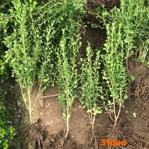 美丽花卉 北海道黄杨北海道黄杨供应商北海道黄杨价格北海道黄杨批发北海道黄杨种植