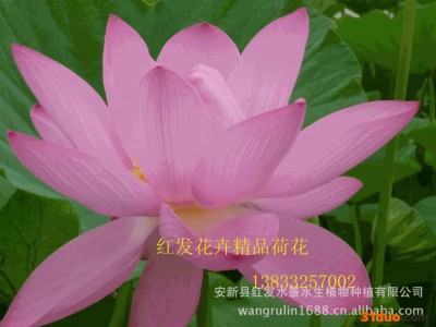 荷花、水生花卉荷花苗、荷花种植、荷花种苗、藕苗、水生植物