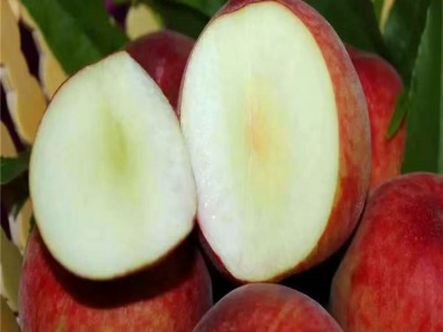 超级珍品王桃树苗 美国油蟠桃树苗 巨无霸桃树苗 当年结果