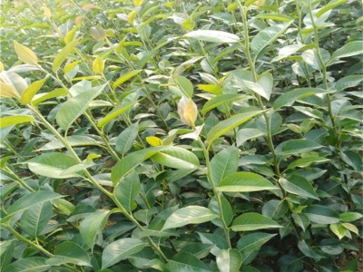 批发出售 梨树苗 皇冠梨树苗 梨树苗果树苗南北方盆地载结果 多品种梨苗