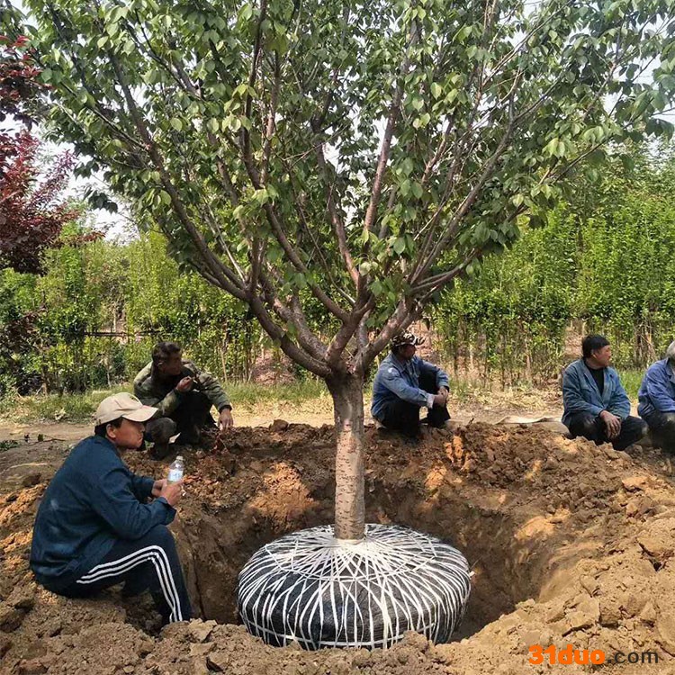 樱花树苗供应 观赏樱花树苗日本晚櫻价格批发1厘米樱花小苗成活率高