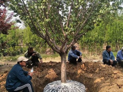 樱花树苗供应 观赏樱花树苗日本晚櫻价格批发1厘米樱花小苗成活率高