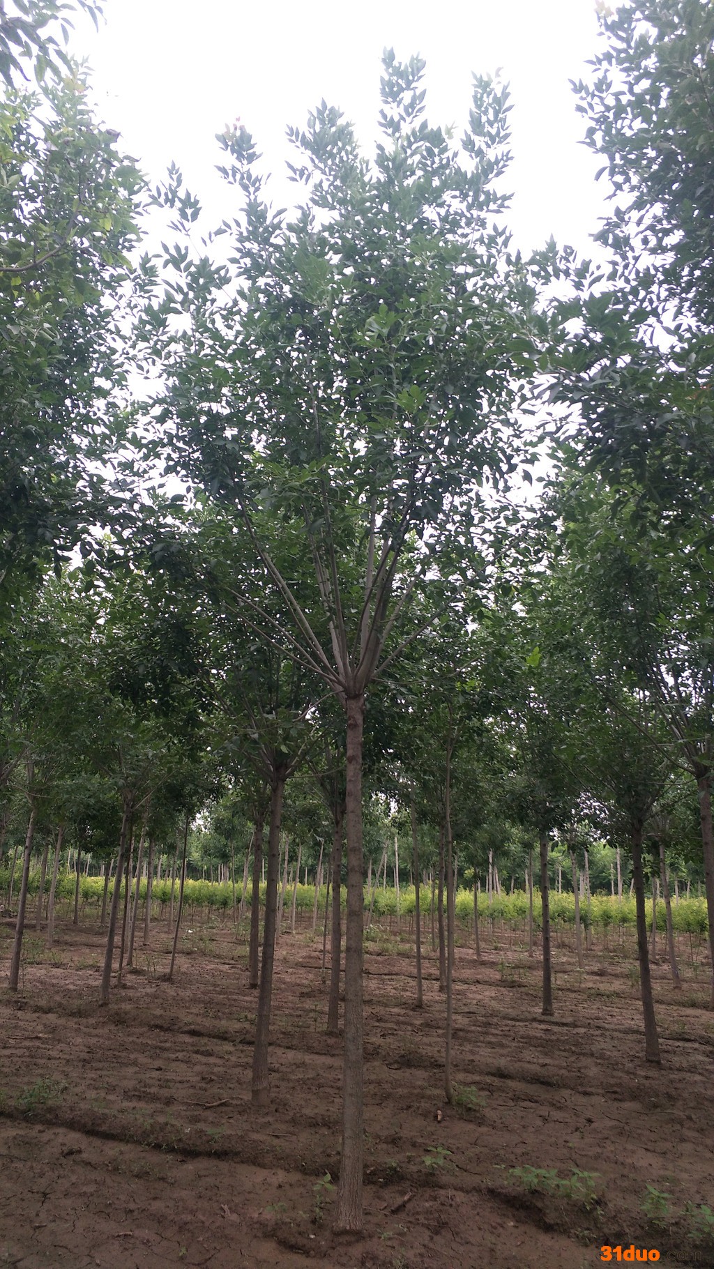 速生白蜡.老白蜡树苗报价12公分白腊价格6-16公分白蜡价格白蜡树白蜡基地