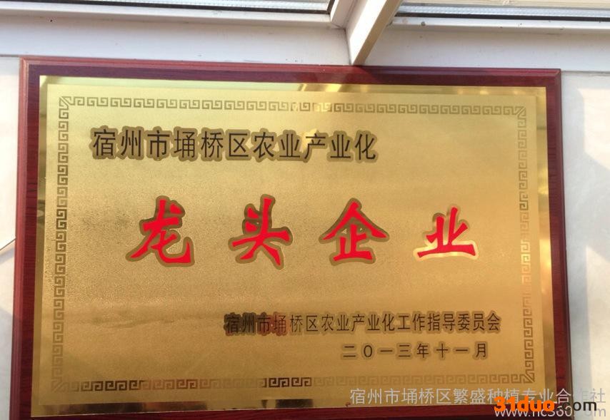 宿州繁盛出售红灯樱桃水果树苗