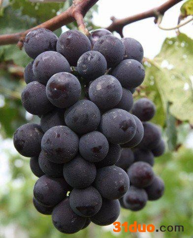 供应户太八号葡萄树苗