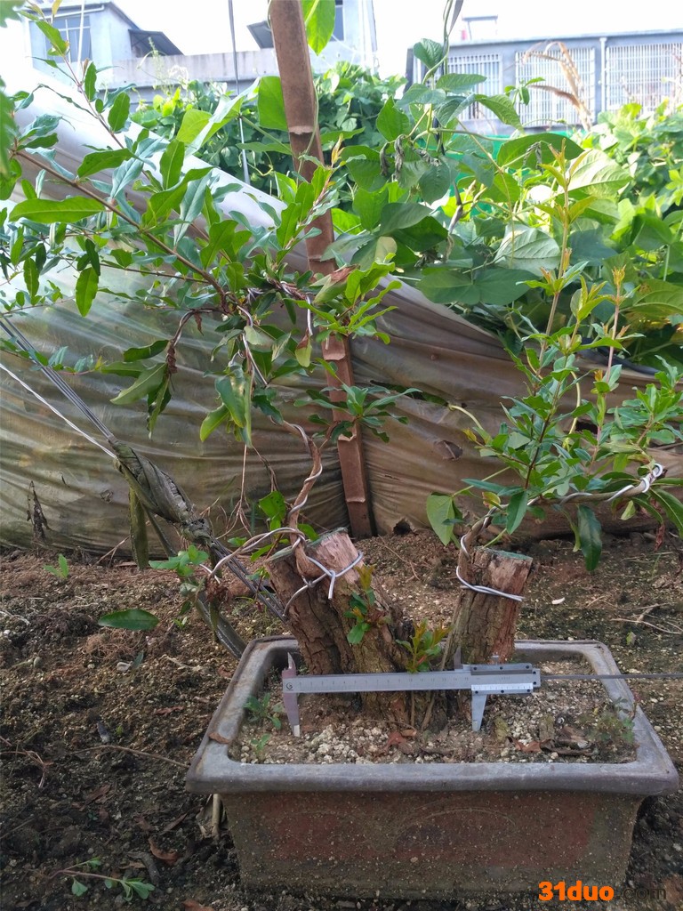 万达供应**  四年苗  石榴小桩  石榴盆景   大量石榴树苗 **盆景石榴树苗