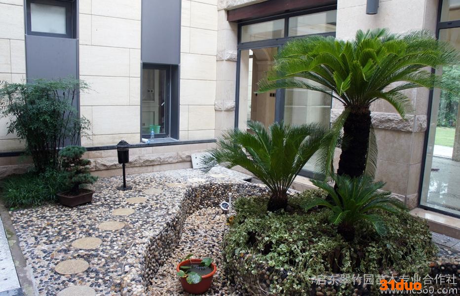 供应启东翠竹园广玉兰树苗