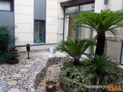 供应启东翠竹园广玉兰树苗