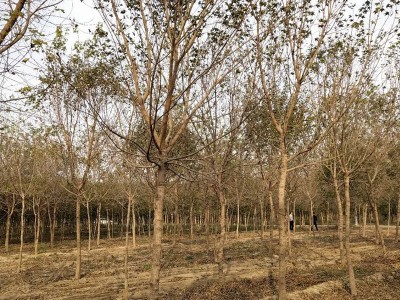 老班长 元宝枫价格 枫树 五角枫树苗 行道风景树