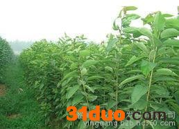 果树 杏树苗 杏树苗基地 杏树苗价格