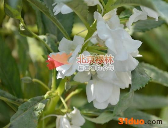 供应北京禄林凤仙花种子 指甲花 现货库存 花卉种子