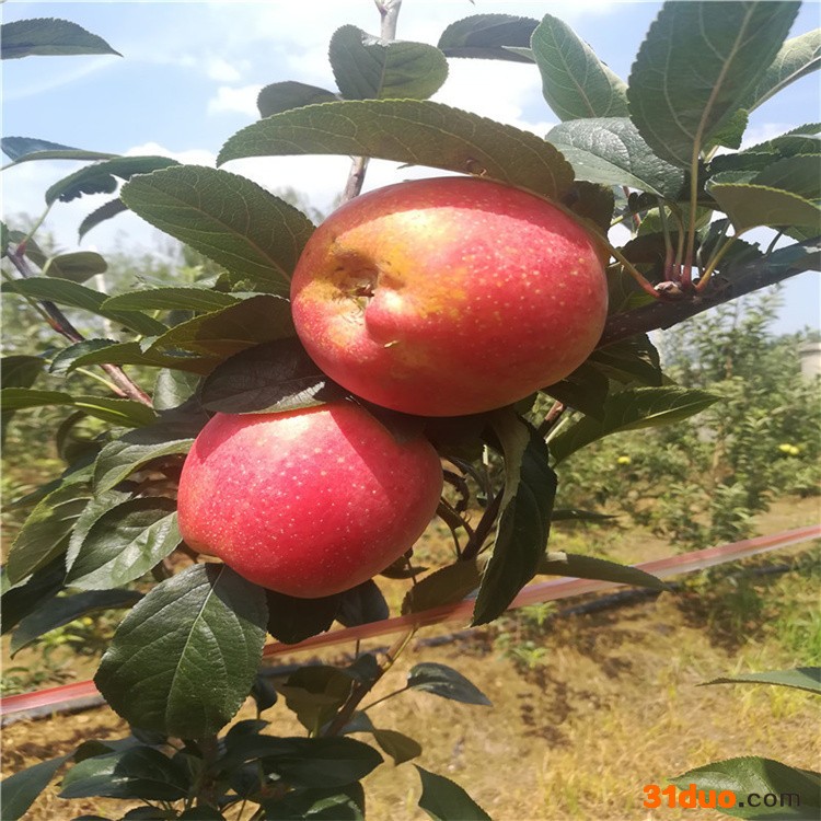 批发果树苗木 盆栽苹果苗 多种苹果树苗 嫁接苗基地发货