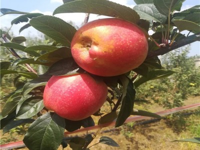 批发果树苗木 盆栽苹果苗 多种苹果树苗 嫁接苗基地发货