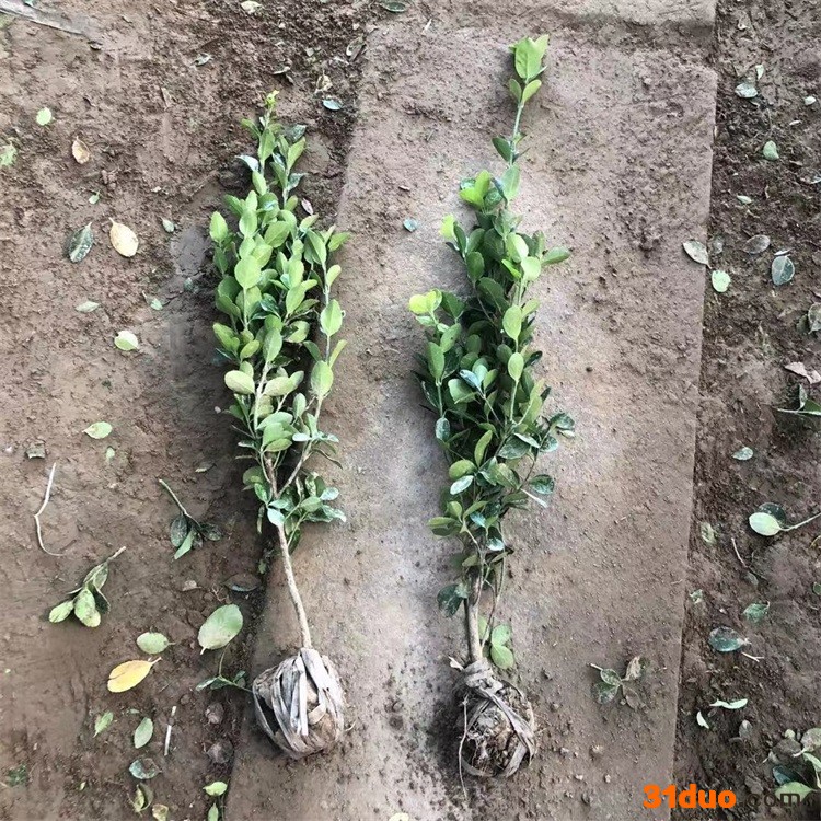 苗圃直供 冬青苗 价格优惠 50公分高 冬青树苗