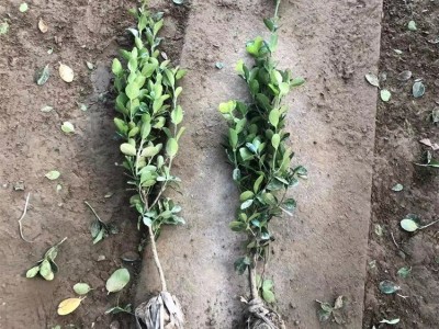 苗圃直供 冬青苗 价格优惠 50公分高 冬青树苗