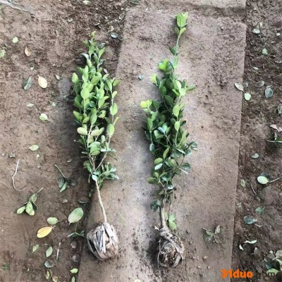 苗圃直供 冬青苗 价格优惠 50公分高 冬青树苗