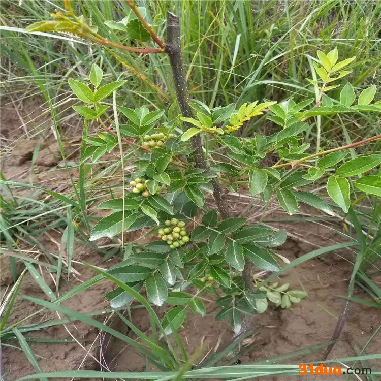 基地种植供应 花椒苗 大红袍花椒苗 南北方园林花椒树苗