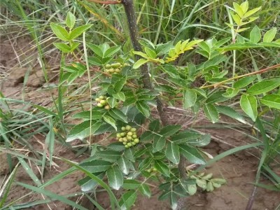 基地种植供应 花椒苗 大红袍花椒苗 南北方园林花椒树苗
