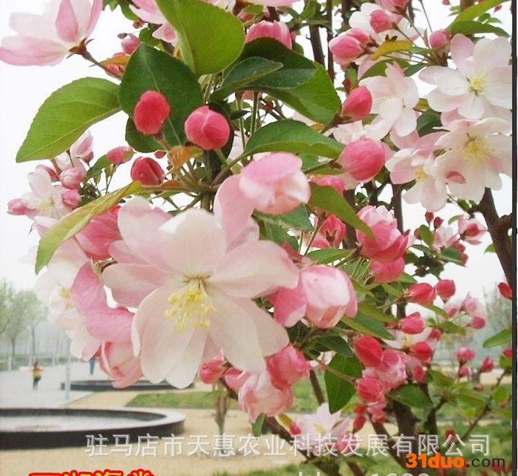 河南苗木基地大量西湖海棠树苗 垂死海棠 支持混批