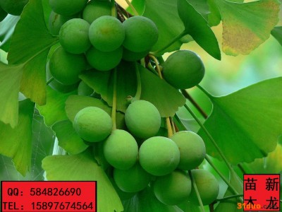 湖北新龙苗圃自产自销高银杏树苗 白果树苗 投资少 收益高