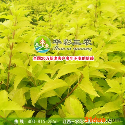 供应华彩三农HCSN-64金宝石树苗 新品种绿化苗