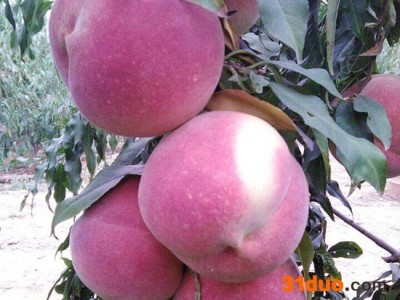 **树苗  桃树苗批发   **树苗 价格电议