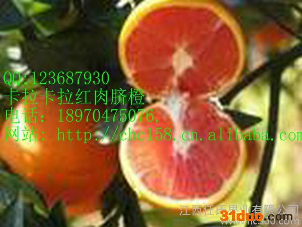 供应红肉脐橙苗 红肉脐橙果树苗