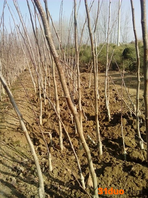 山东1公分-2公分山楂树苗批发价格，山楂树成苗种植基地批发 果树