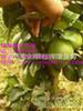 供应任氏葡萄柚苗 葡萄柚果树种苗 甜葡萄柚苗 盆栽果树苗