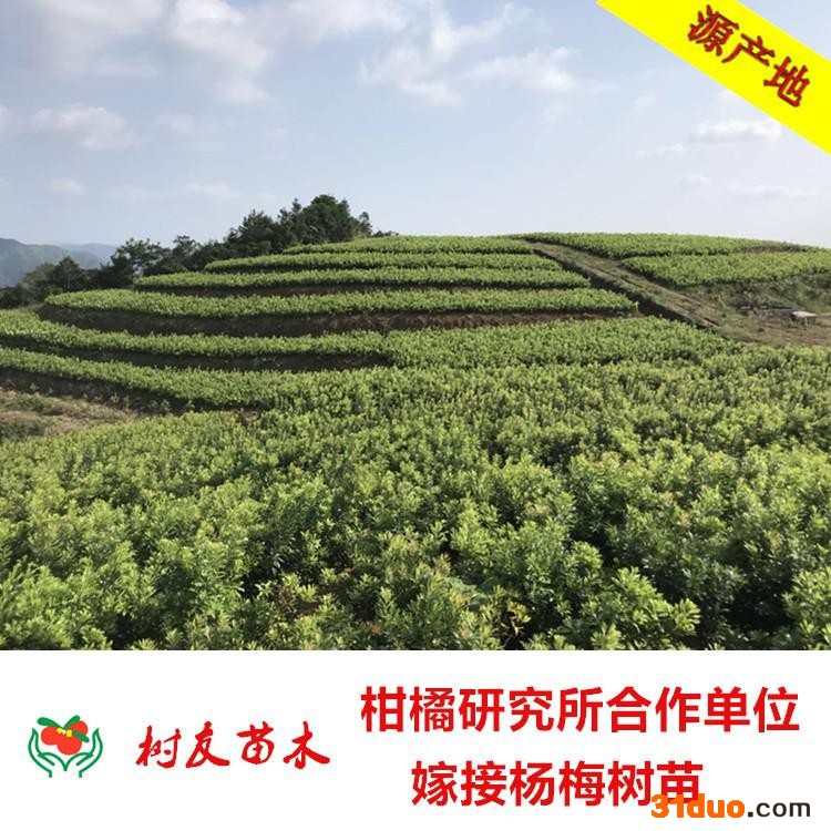 【树友苗木】仙居东魁杨梅苗 绿化杨梅苗1-8年大果东魁杨梅苗 果树苗木