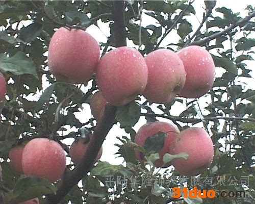 供应华隆1大量果树苗木