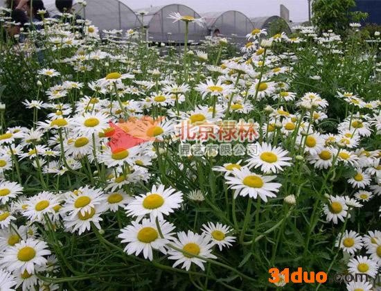 供应北京禄林大滨菊大滨菊种子 西洋滨菊 花卉种子