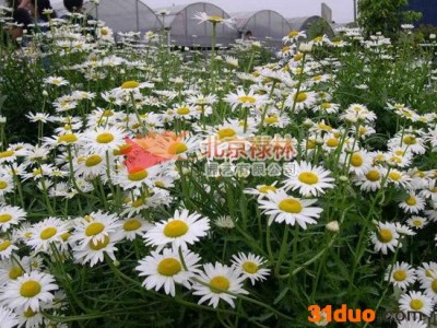 供应北京禄林大滨菊大滨菊种子 西洋滨菊 花卉种子