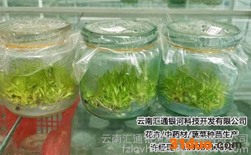 云南花卉种苗公司_云南花卉种苗_汇通银河