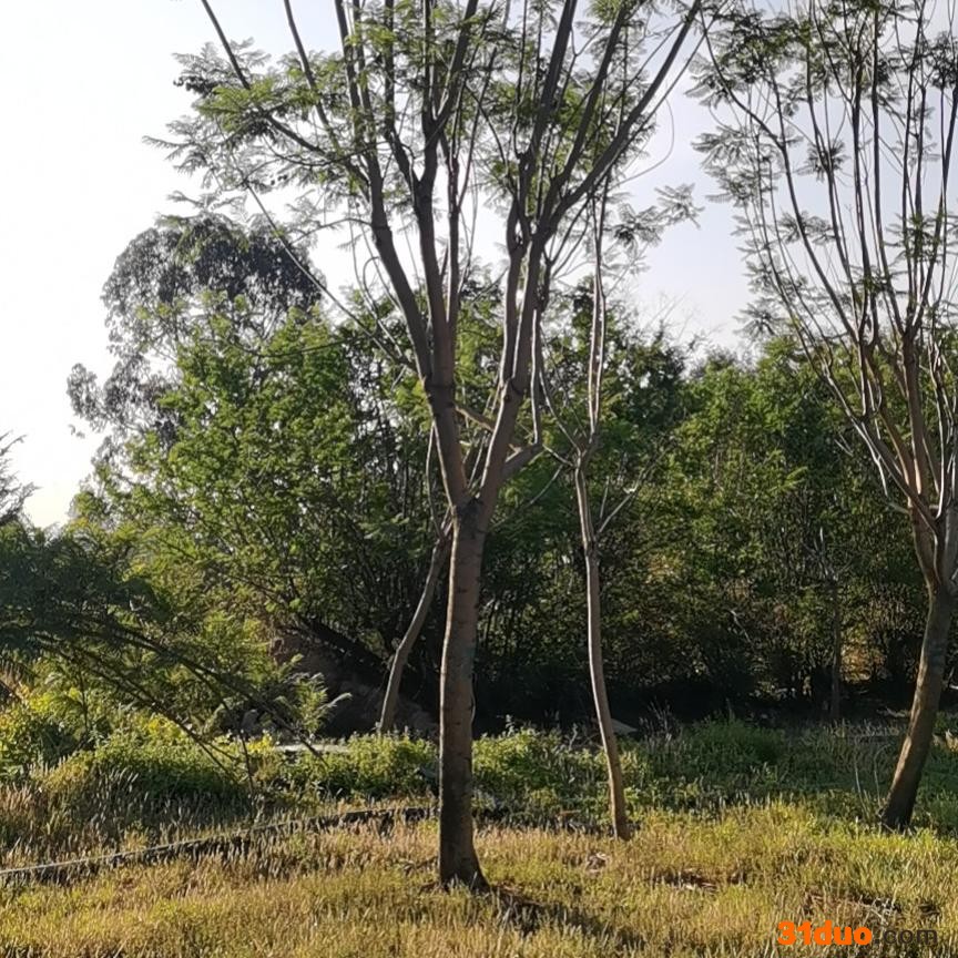 绿化树苗 风景树 蓝花楹树苗