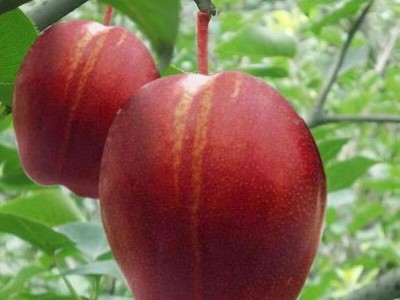 果树苗嫁接梨树树苗大又甜的梨树苗【翠冠梨苗】翠冠蜜梨树苗