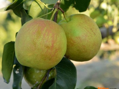 山东尧丰苗木 秋月梨树苗 晚秋梨树苗 红皮梨树苗