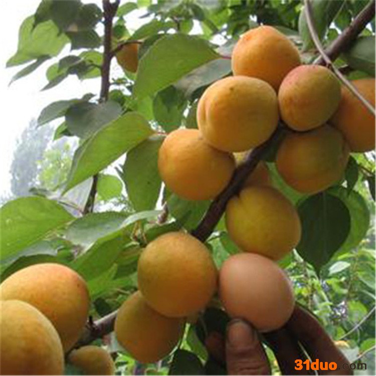 嫁接杏树苗 早熟甜杏子树苗 南方北方种植盆栽地栽杏苗 果树当年结果