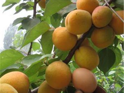 嫁接杏树苗 早熟甜杏子树苗 南方北方种植盆栽地栽杏苗 果树当年结果