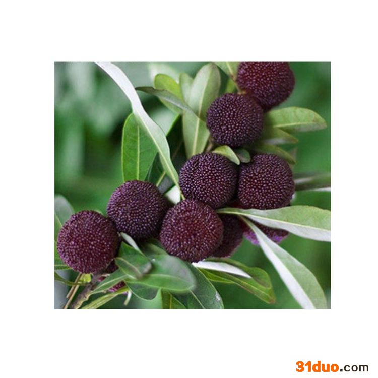 康乐轩 矮塔杨梅果树苗