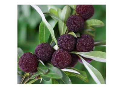 康乐轩 矮塔杨梅果树苗