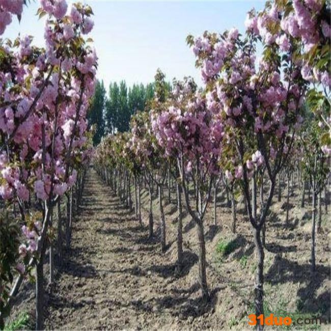 泰安凤宇 **樱花树苗 樱花树苗批发 基地直销 欢迎选购
