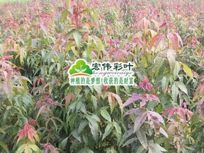 江西宏伟彩叶苗圃出售绿洲庭院栽培绿化苗木植物 青枫树苗小叶鸡爪槭树苗四季变色包活