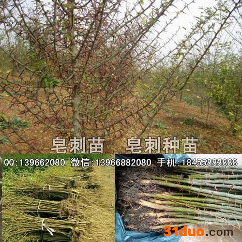 皂刺苗 皂角刺种苗价格 嫁接皂角刺树苗批发厂家