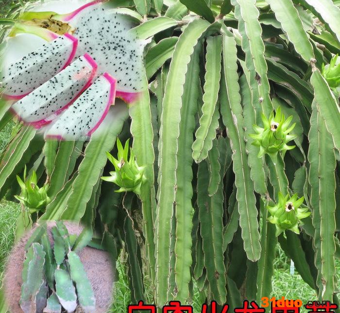 果树苗火龙果树苗 白肉火龙果苗根粗苗壮品种正可盆栽可扦插