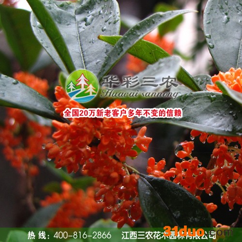 供应华彩三农HCSN-025珍品状元红桂 丹桂树 彩色树苗