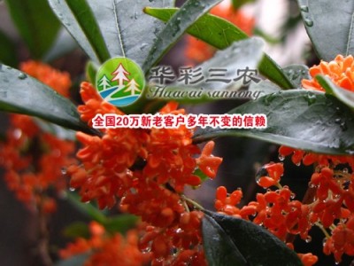 供应华彩三农HCSN-025珍品状元红桂 丹桂树 彩色树苗