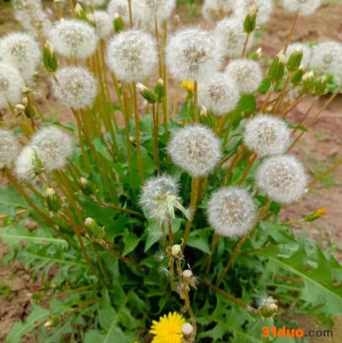 花卉蒲公英 蒲公英种子 基地批发 草籽出售